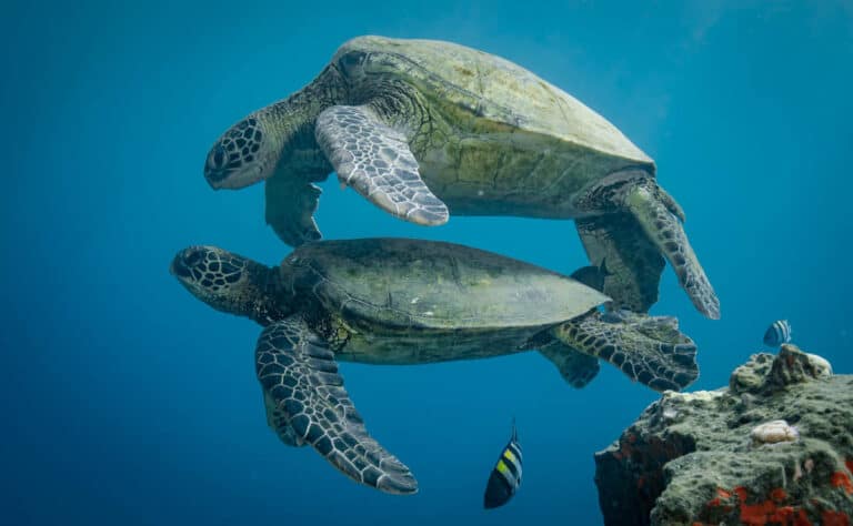 5 Best Turtle Canyon Snorkeling Tours in Oahu!