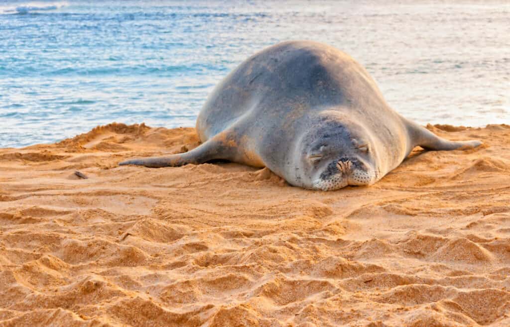 A Hawaiian monk seal on Poipu Beach in Kauai, Hawaii