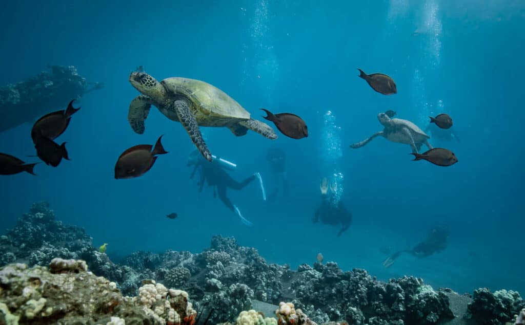 Hawaiian green sea turtles and reef fish in Hawaii