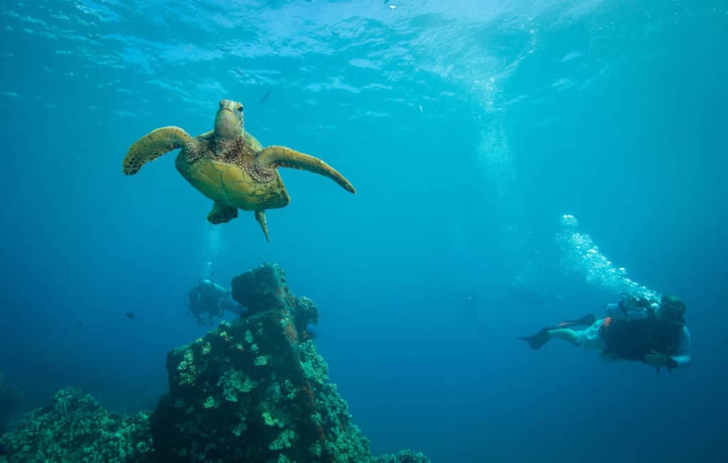 Snorkeling with Hawaiian green sea turtles in Oahu