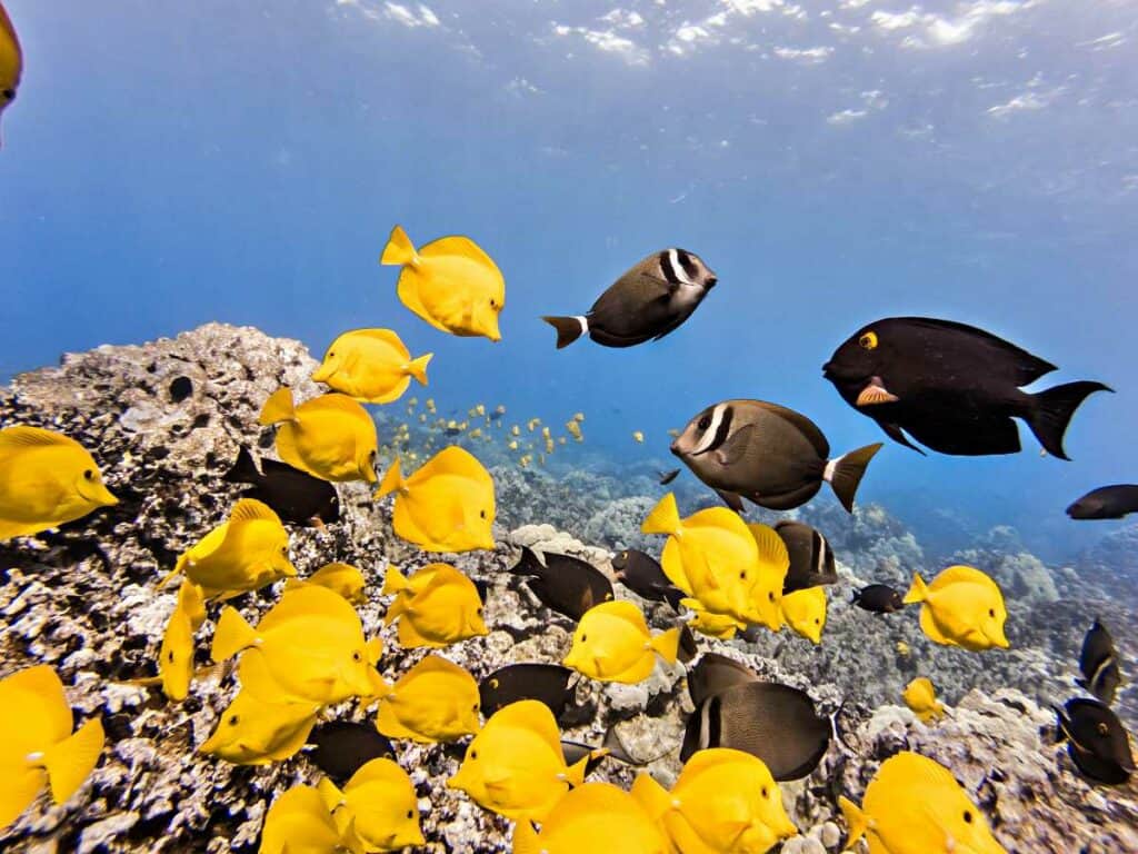 Colorful tropical fish are abundant in the best Oahu snorkeling spots