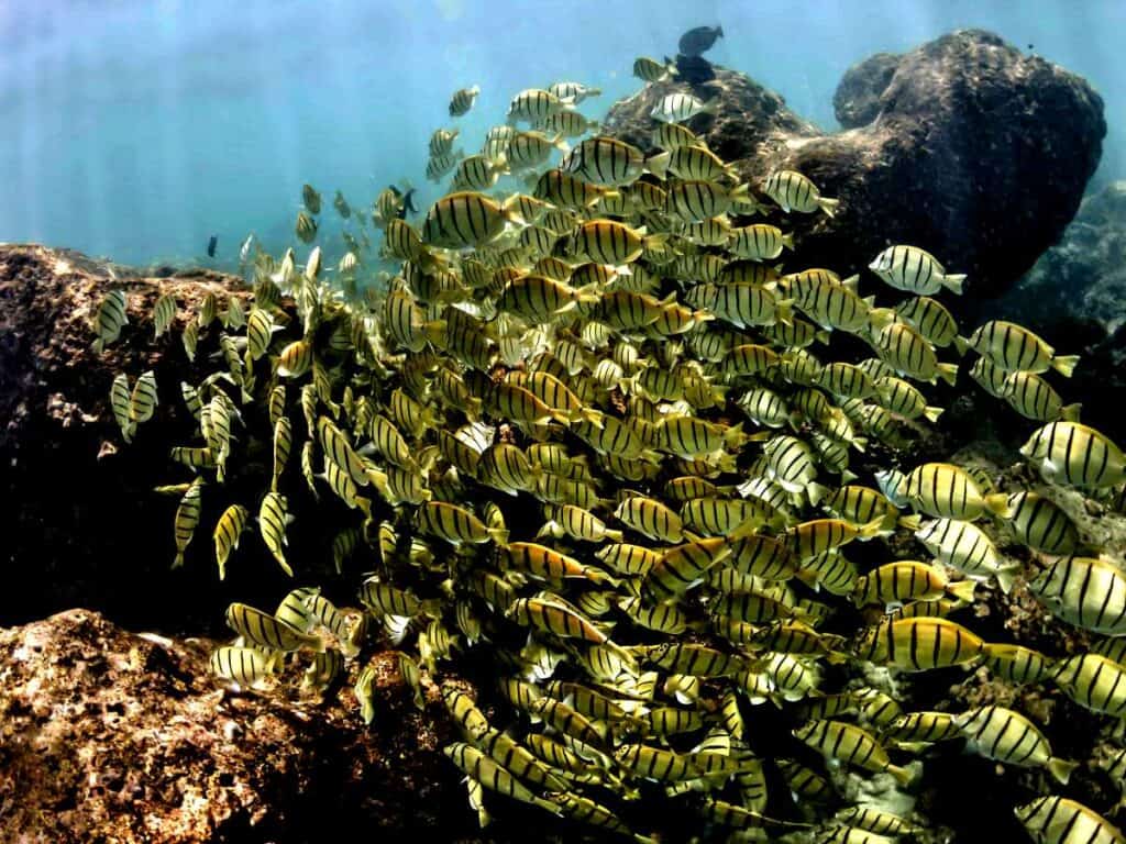 School of yellow convict tangs at Hanauma Bay, one of the best Oahu snorkeling spots year-round