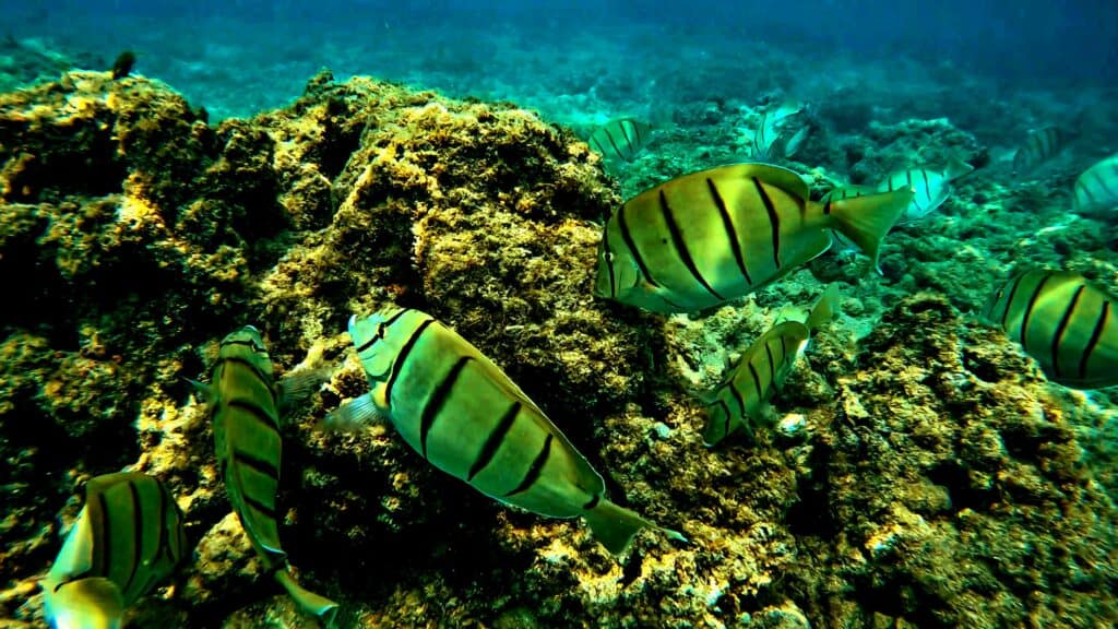Convict tangs in Queen's Beach coral reefs, one of the best Oahu snorkeling spots