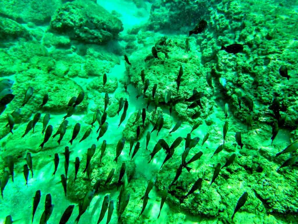 Teeming tropical fish in Shark's Cove, one of the best Oahu snorkeling spots on the North Shore