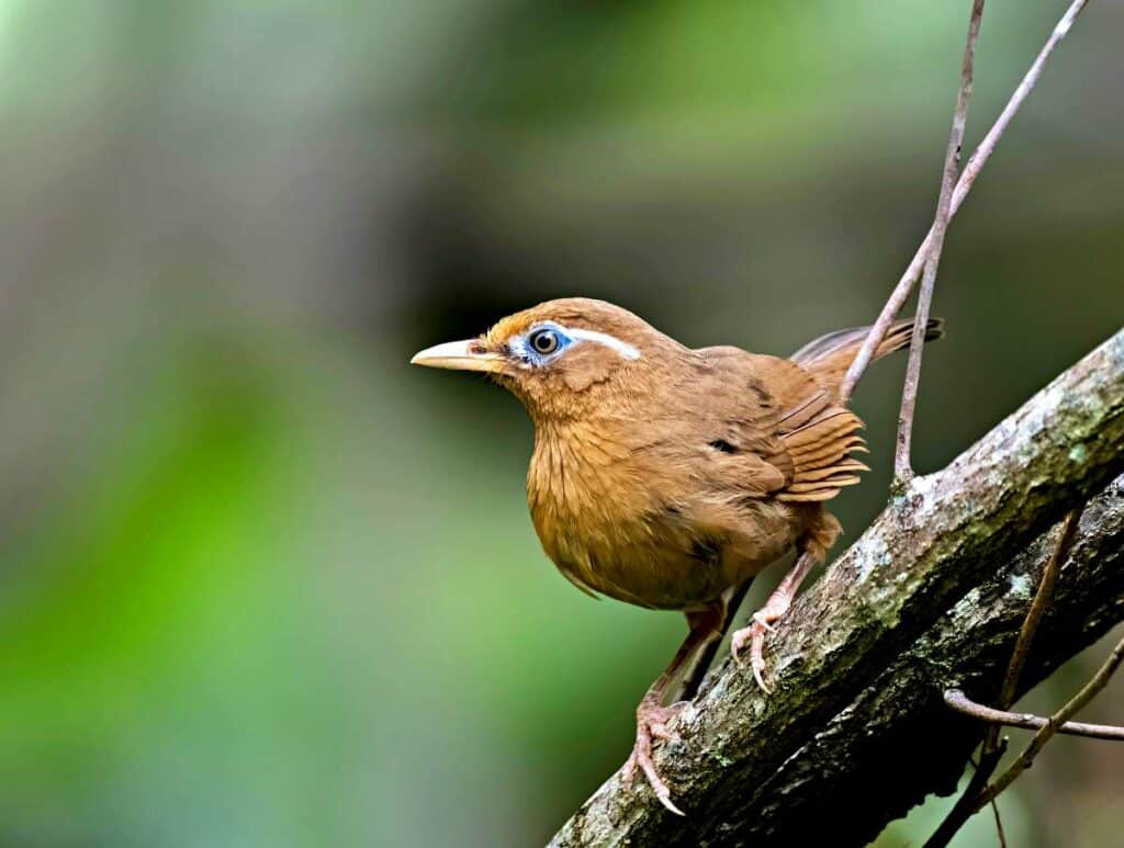 Chinese Hwamei, an introduced Hawaiian bird species, that frequents the Pipiwai Trail