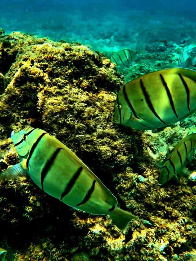 Convict tangs in Queen's Beach coral reefs, one of the best Oahu snorkeling spots