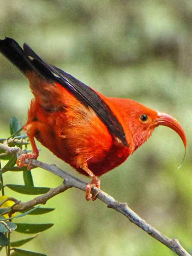 Pretty Hawaiian Birds to Spot on Your Hikes Story