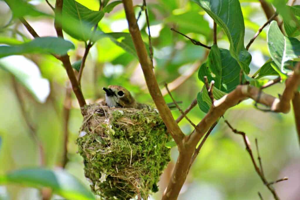 Elepaio, one of Hawaiian endemic forest birds, in a cup-shaped nest