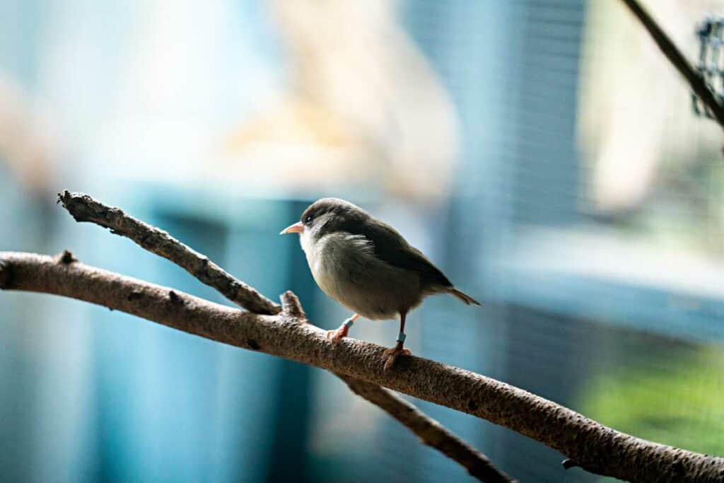 Akikiki or the Kauai creeper | Endemic birds of Kauai