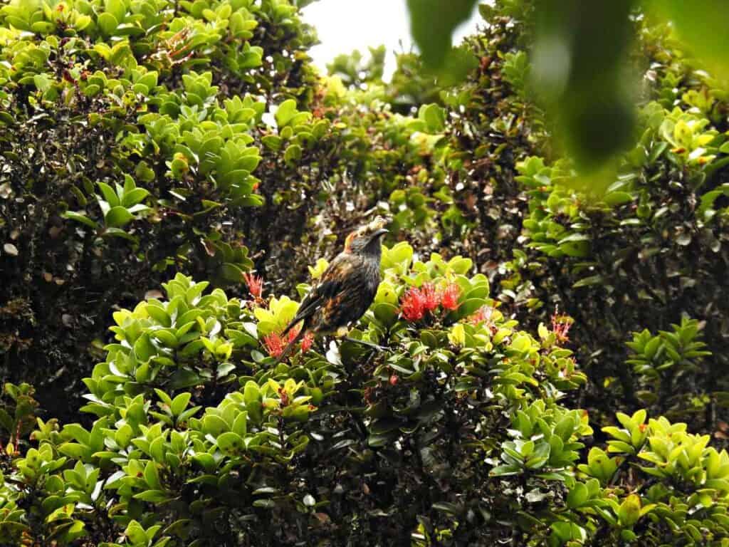 Akohekohe, forest honeycreeper, endemic to Maui