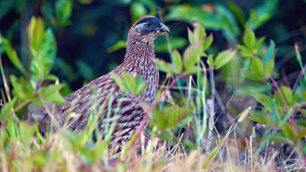 Erckel's spurfowl, a game bird imported to Hawaii found on the grasslands