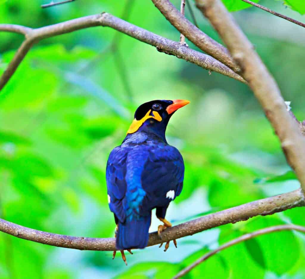 Colorful common hill myna