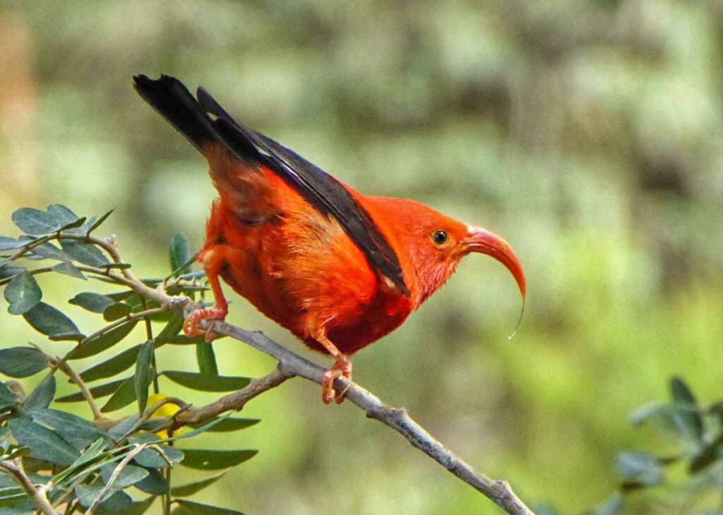 I'iwi, the scarlet honeycreeper, an iconic Hawaiian bird