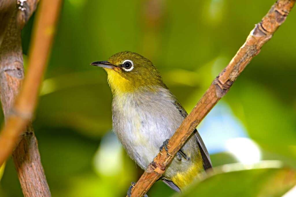 Warbling white-eye or Japanese white-eye, common in urban areas