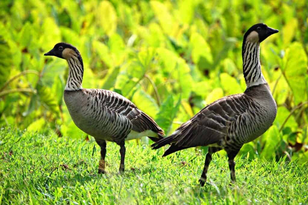 Nene, state bird of Hawaii, a native goose endemic to Hawaii | Native Hawaiian Birds