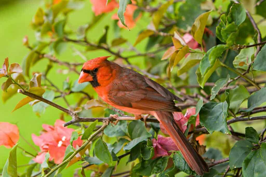 A Northern Cardinal, one of the introduced Hawaiian bird species, in Kauai