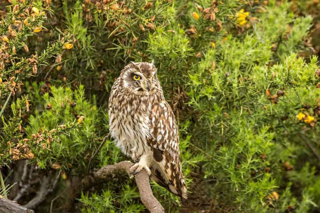Pueo, short-eared owl, usually spotted at dawn or dusk | Endemic Hawaiian birds on Kauai