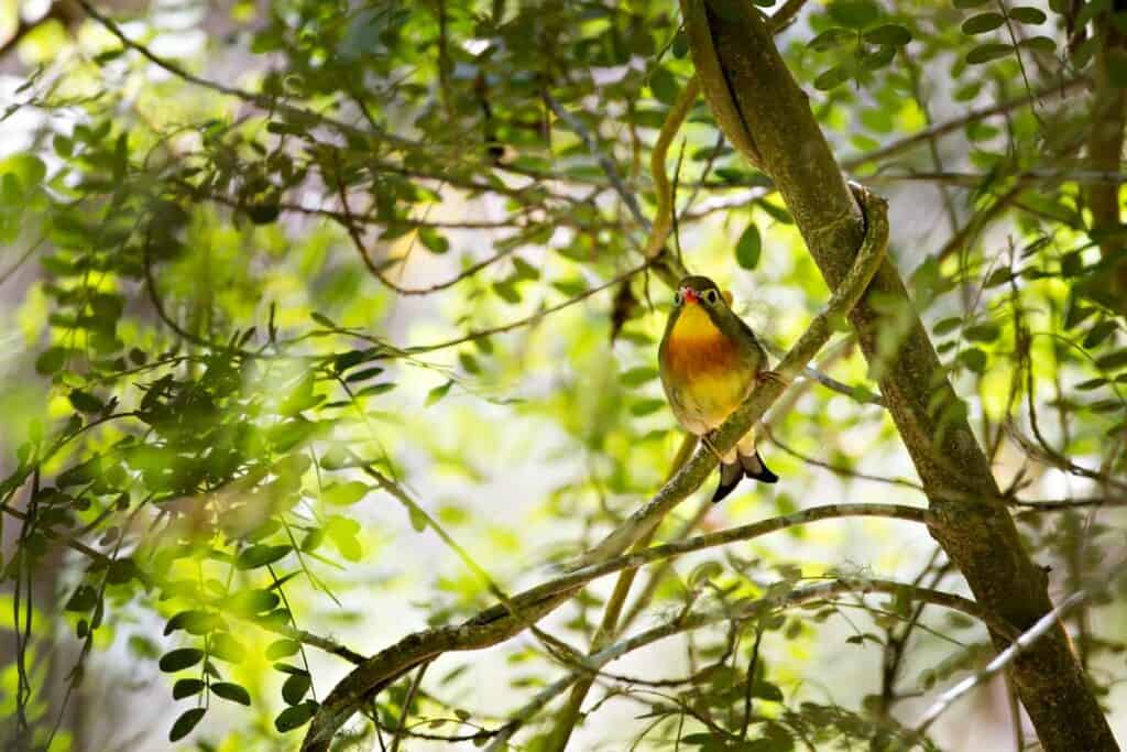 Red-billed Japanese robin in Volcanoes National Park