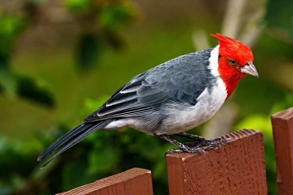 Red-crested cardinal or Brazilian cardinal, imported to Hawaii from South America