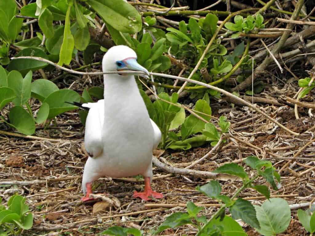 Red-footed booby, most easily seen near Kauai on rocky shores