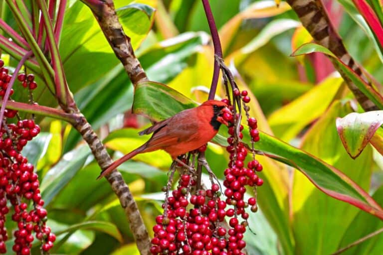 Hawaiian Birds: 28 To Spot On Hikes (Oahu, Maui, Kauai & Big Island)