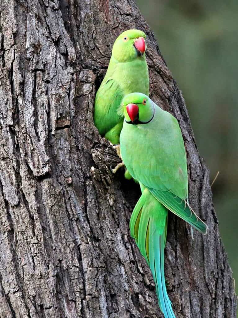 Rose-ringed parakeets, an invasive bird species | Birds of Kauai