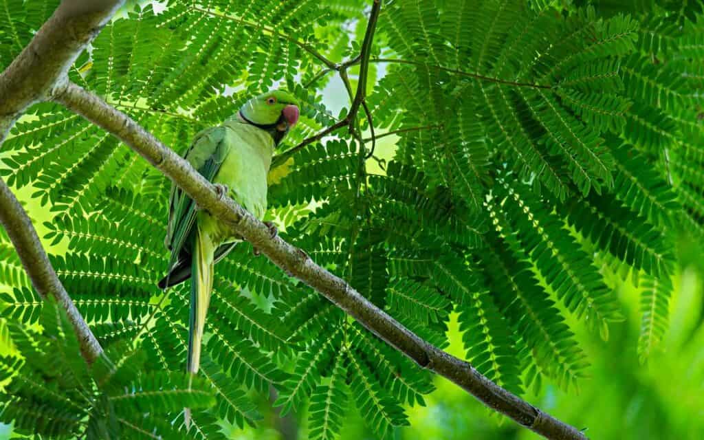 Rose-ringed parakeet, imported parrot from Africa, commonly seen on Oahu and Kauai | Invasive Hawaiian Birds