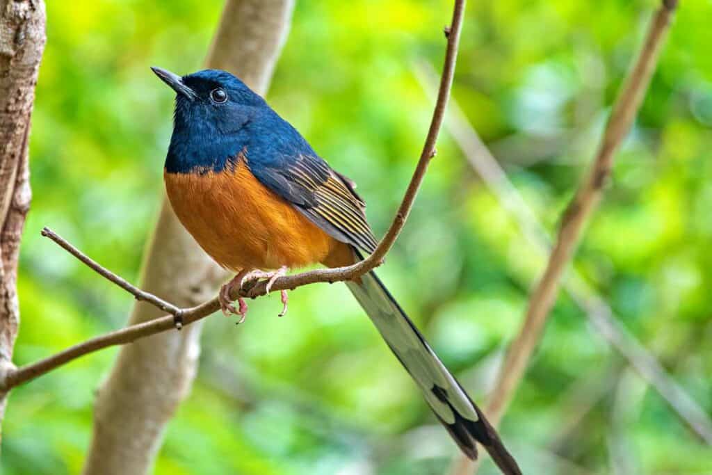 White-rumped shama, imported from Malaysia, often found near streams in forests