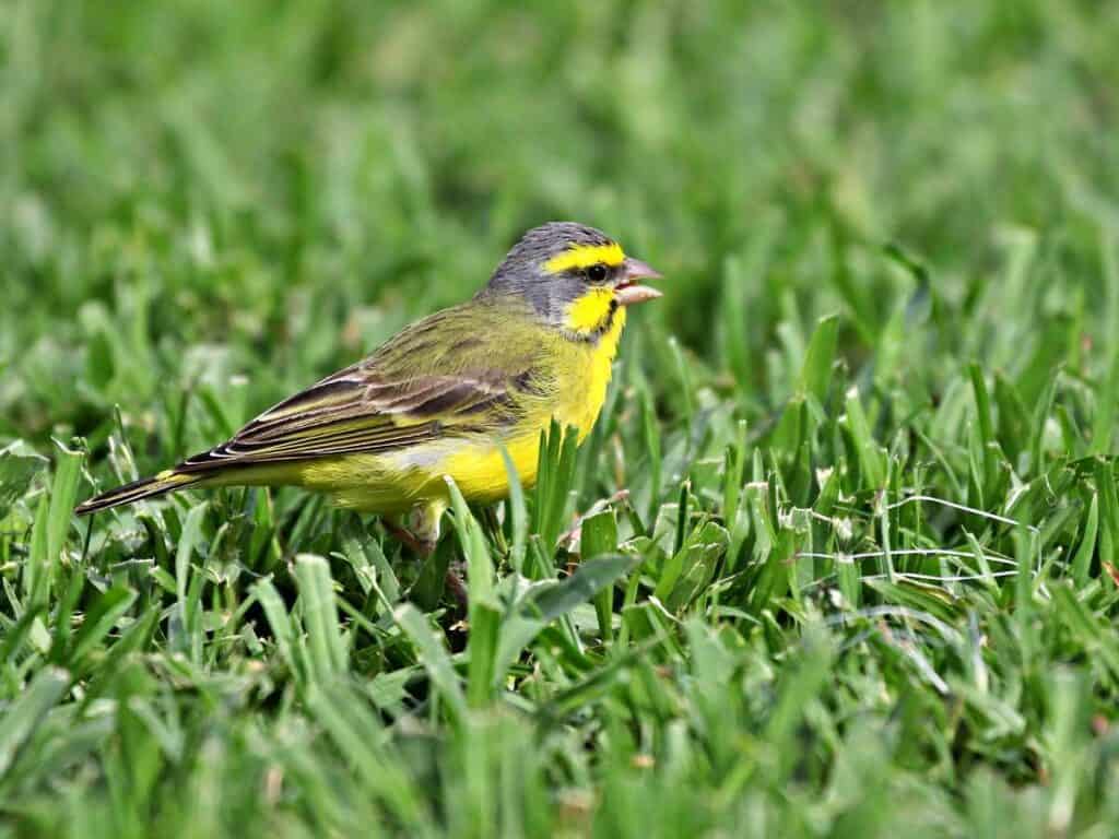 Yellow-Fronted Canary, imported from Africa, often seen near the Honolulu Zoo