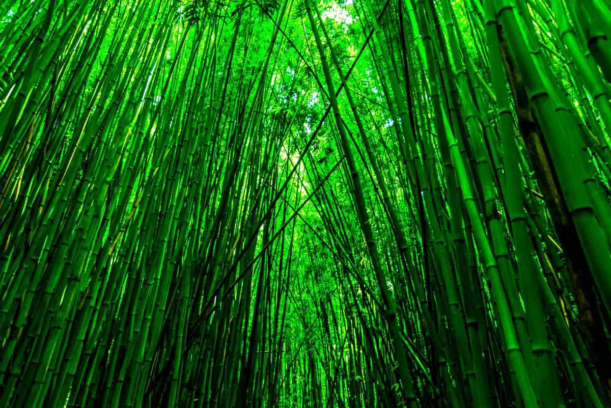 Dense bamboo forest, one of the Hawaiian plants found in the rainforest jungles