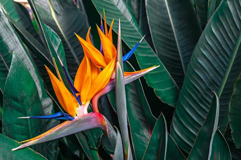 Hawaiian birds of paradise, beautiful exotic tropical flowers shaped like a crane