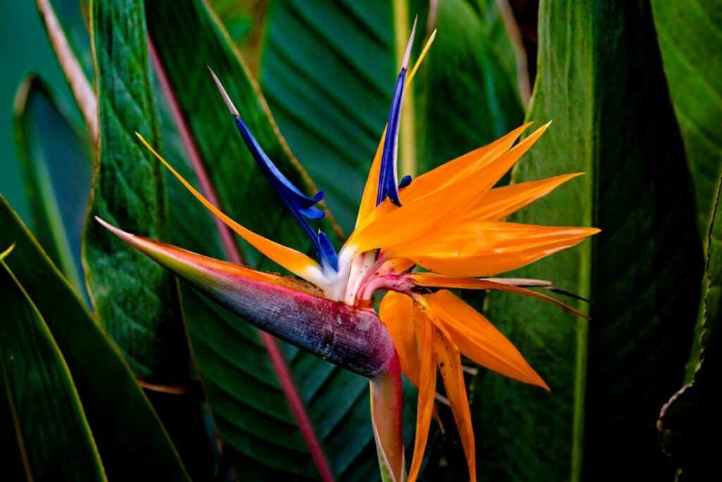 Hawaiian Birds of Paradise: Exotic tropical flowers shaped in the form of a colorful bird's head
