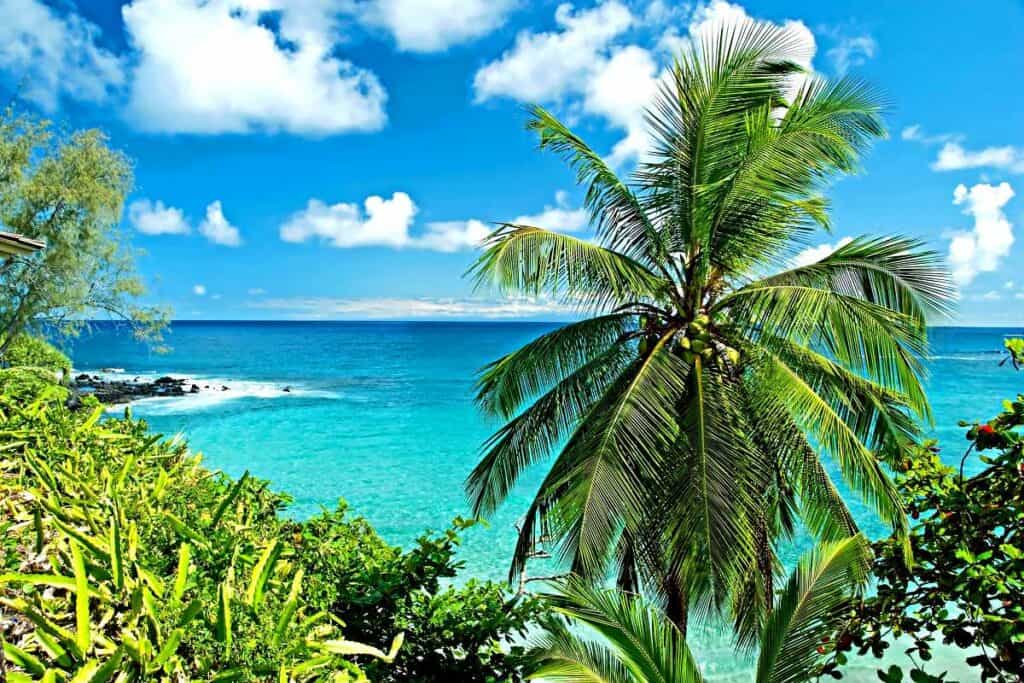 Niu, or coconut palm tree, common Hawaiian plants found all along the coastline