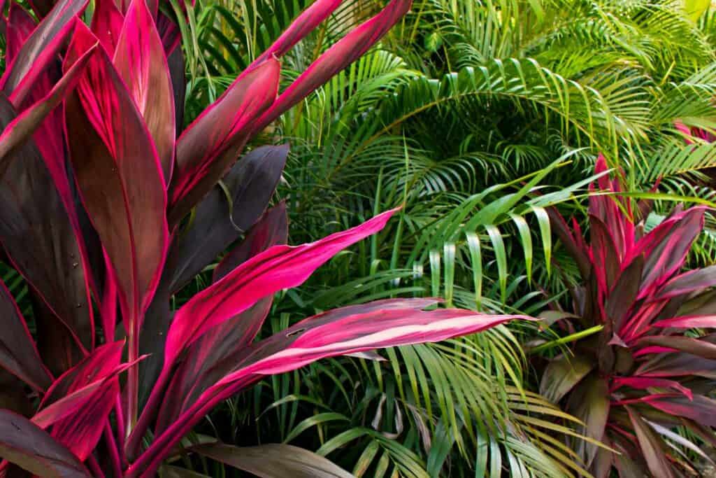 Rich pink colored leaves of the ki or ti plant, one of the Hawaiian plants brought by the ancient Hawaiians in canoes