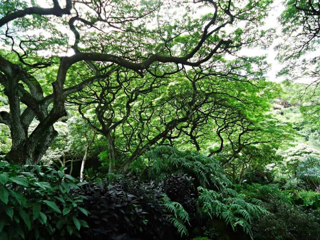 The koa tree, one of Hawaii's native plants, forms part of the rainforest canopy
