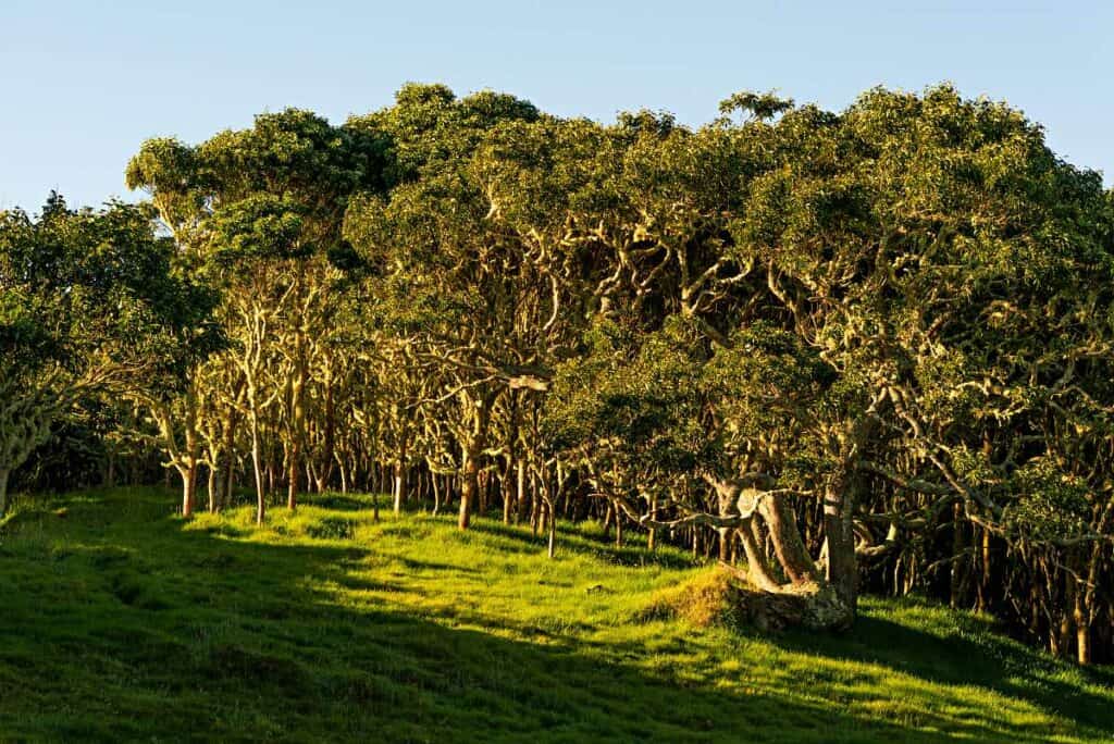 Forest of acacia koa trees, endemic Hawaiian plants, common in Hawaii's rainforests