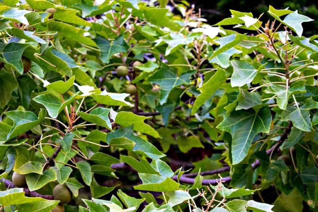 Kukui nut (or candlenut) trees, native Hawaiian plants brought in the canoes