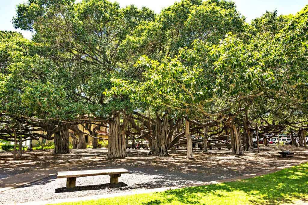 The majestic Lahaina Banyan Tree, one of the introduced Hawaiian trees, is an iconic landmark