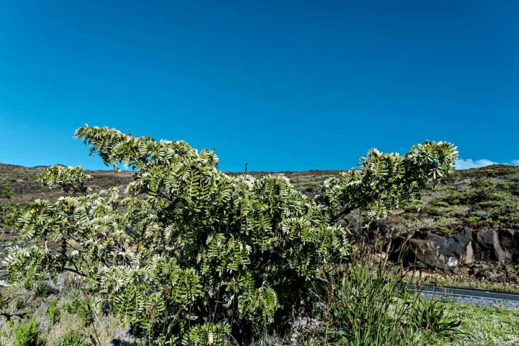 Mamane shrubs, endemic Hawaiian plants found on most islands