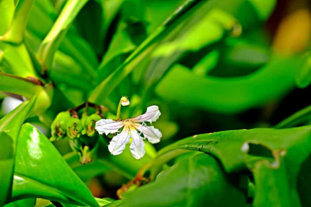 Beautiful blooming white half-flower of the naupaka plants, endemic Hawaiian plants found on the coast