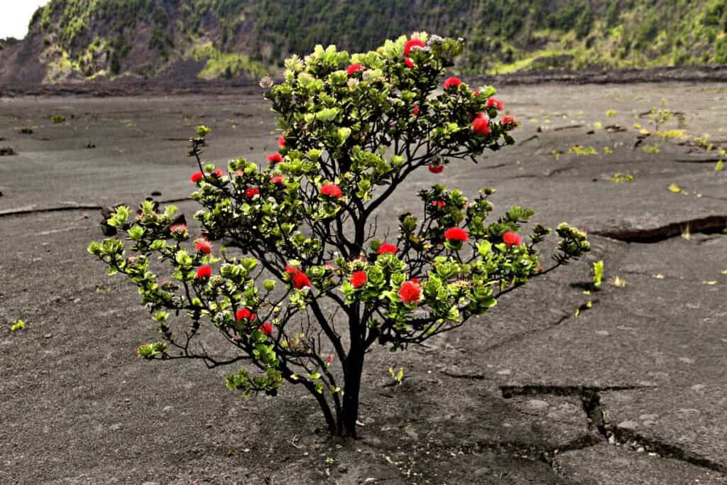 Blossoming Ohi'a Lehua tree bush, one of the endemic Hawaiian plant species on the islands