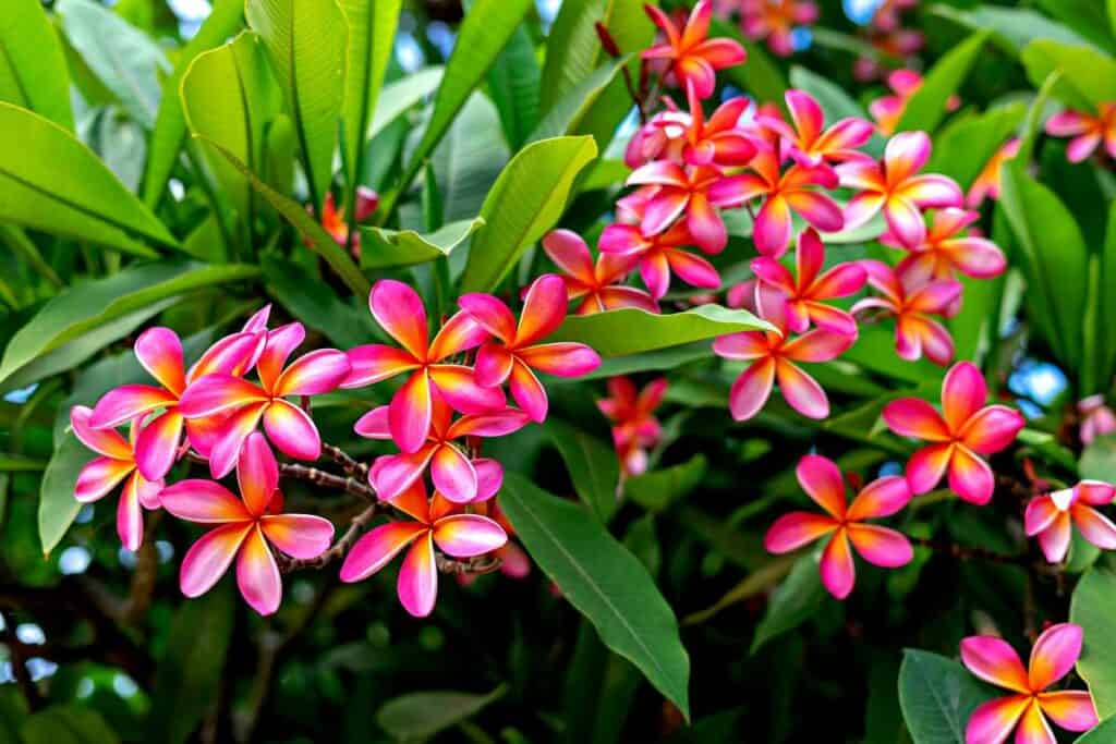 Beautiful clusters of plumeria, one of the Hawaiian plants introduced for ornamental purposes
