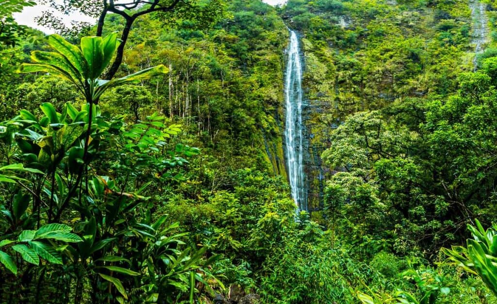 Lush green rainforest jungle around Waimoku Falls on Maui with many Hawaiian plants and trees