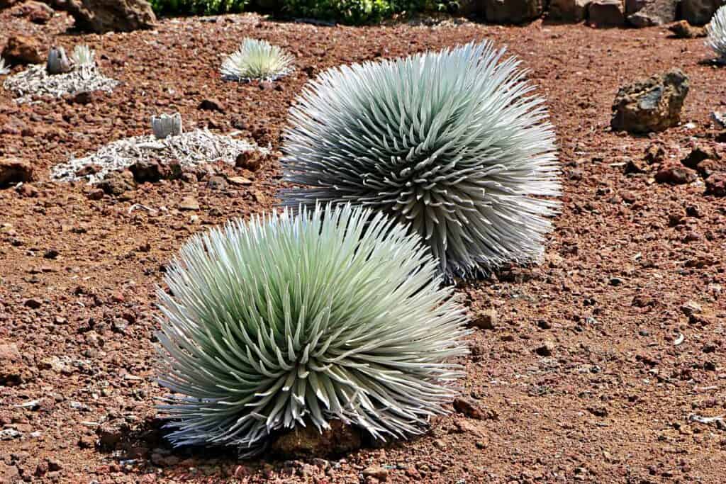 Silversword plant, one of the endemic Hawaiian plants found in the Haleakala National Park on the Sliding Sands Trail, Maui