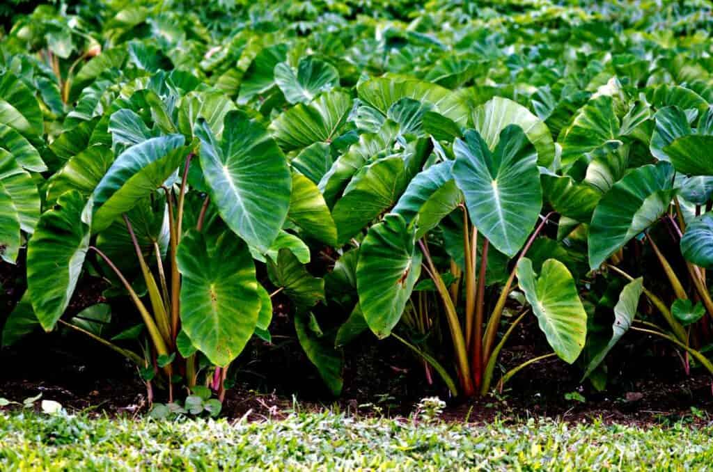 Taro (kalo) formed the staple food in the ancient Hawaiians diet