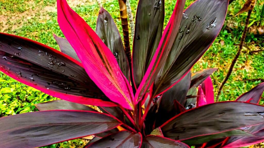 Ti (ki) plant leaves on a wild plant in the Hawaiian rainforest jungle