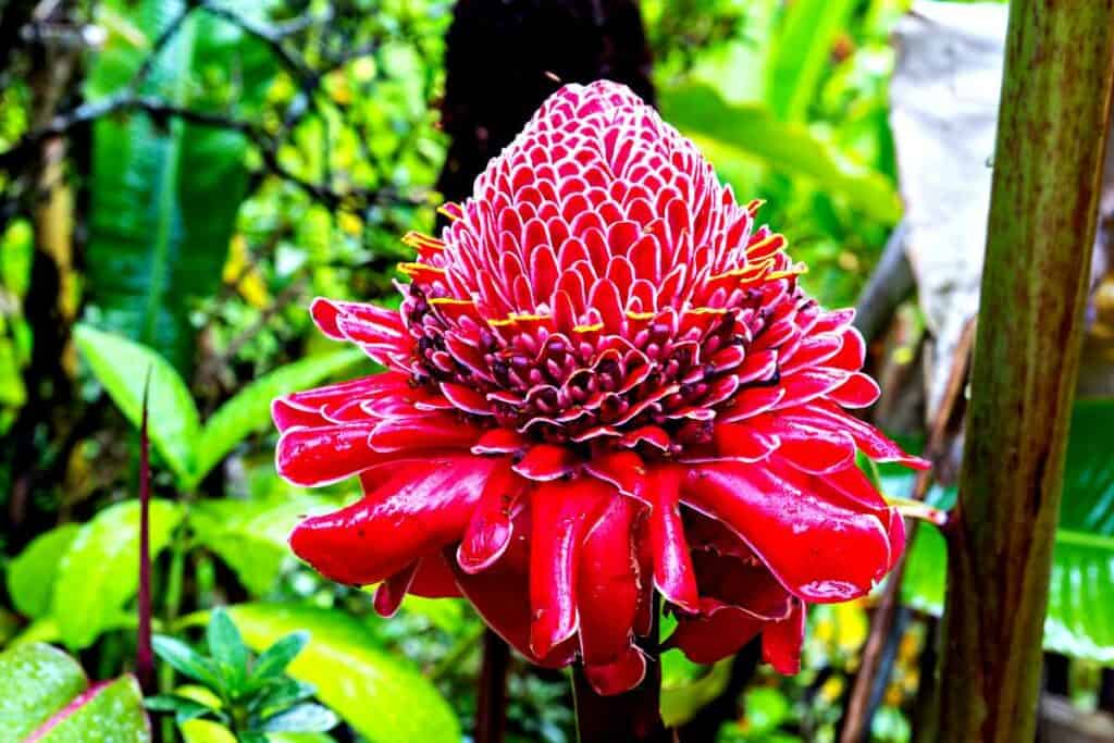 Torch ginger blossoms, exotic tropical Hawaiian flowers