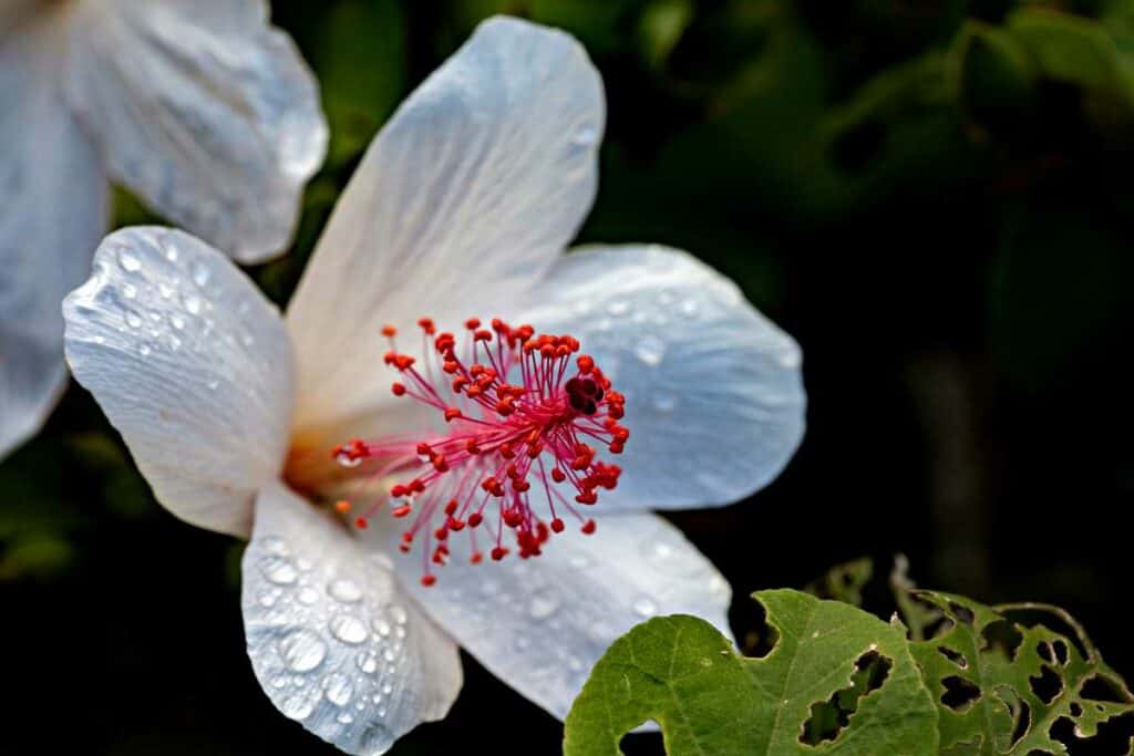 Beautiful white hibiscus, one of the endemic Hawaiian plants, with rare fragrance