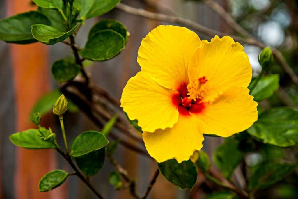 Hawaiian yellow hibiscus, the state flower of Hawaii