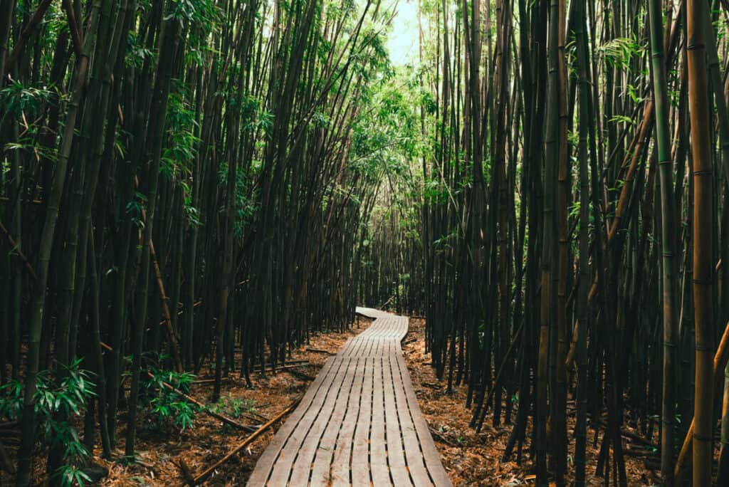 The bamboo forest along the Pipiwai Trail in Haleakala National Park on Maui